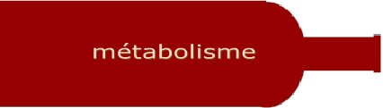 mtabolisme