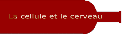 La cellule et le cerveau