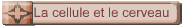 La cellule et le cerveau