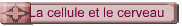 La cellule et le cerveau